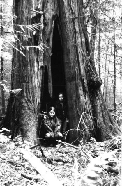 esquimalt-lagoon-magna-carta-tree