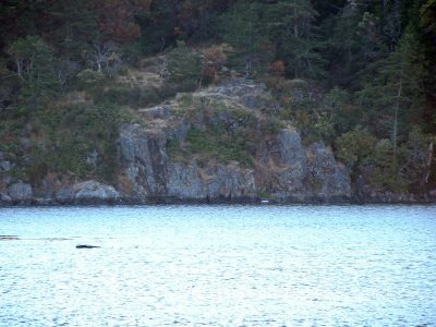 esquimalt_lagoon-13