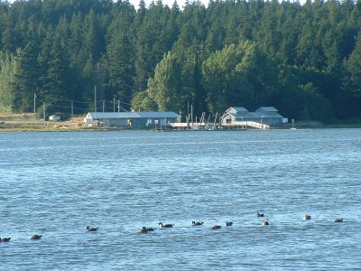esquimalt_lagoon-3