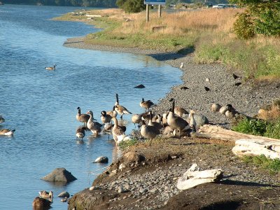 esquimalt_lagoon
