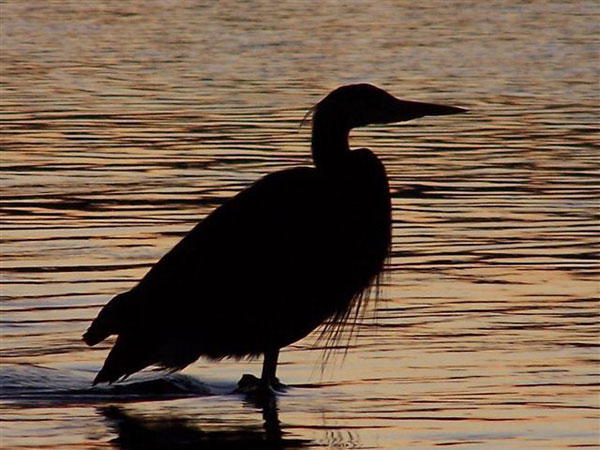 Blue Heron
